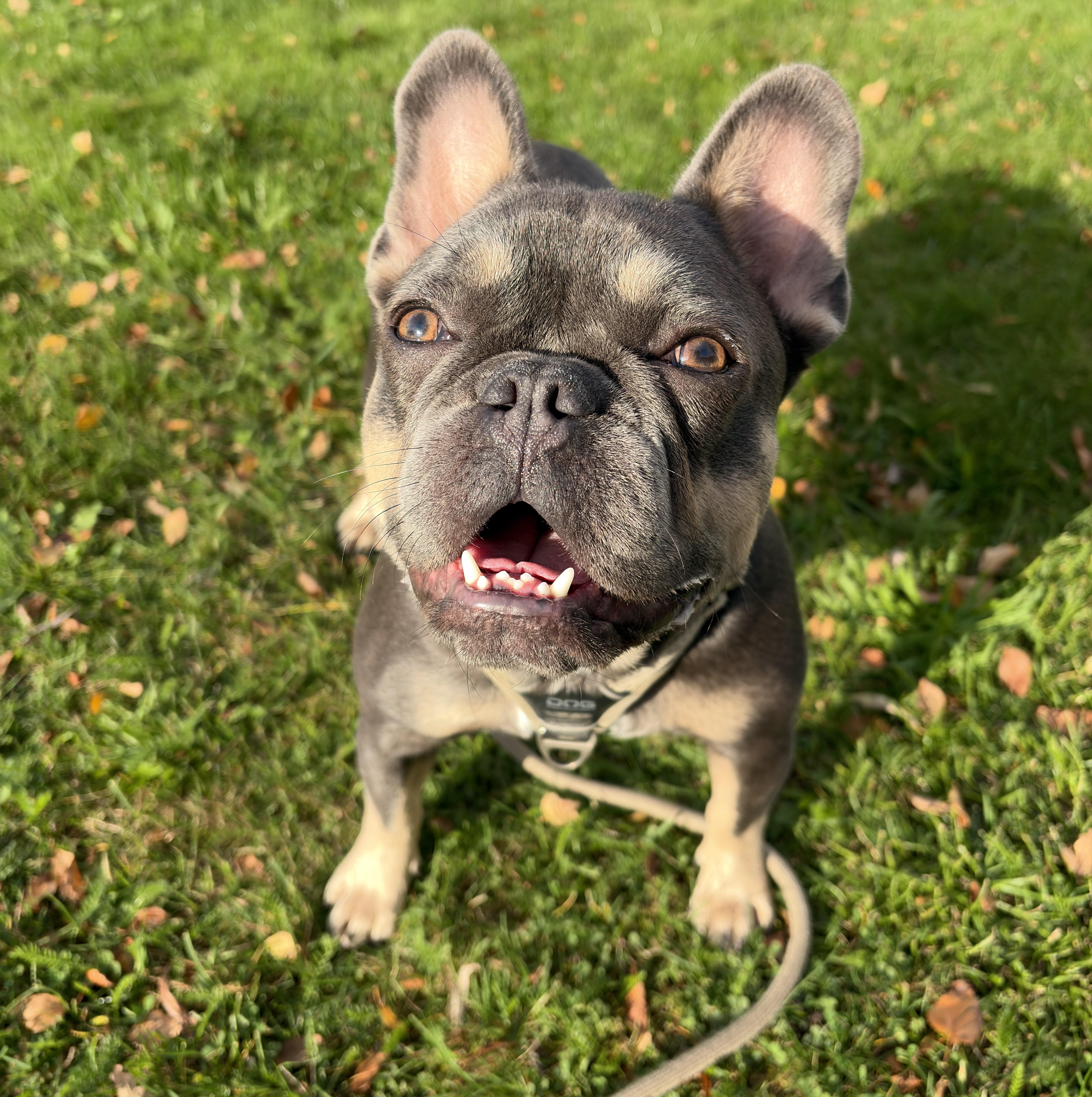 Dog photo